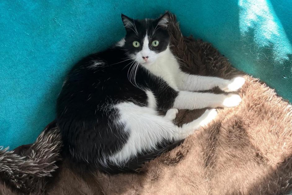 Disappearance alert Cat Male , 10 years Nendaz Switzerland