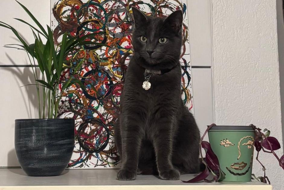 Disappearance alert Cat  Male , 2 years Orsières Switzerland