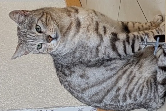 Alerte Disparition Chat Mâle , 10 ans Echandens Suisse Alerte Disparition Chat Mâle , 10 ans Echandens Suisse