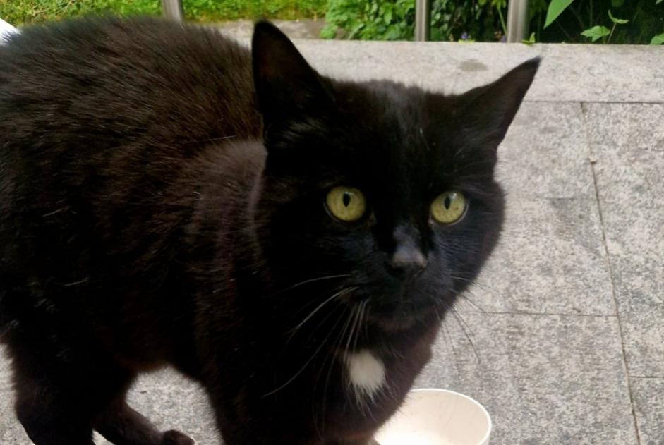 Alerte Découverte Chat croisement Mâle Brugg Suisse