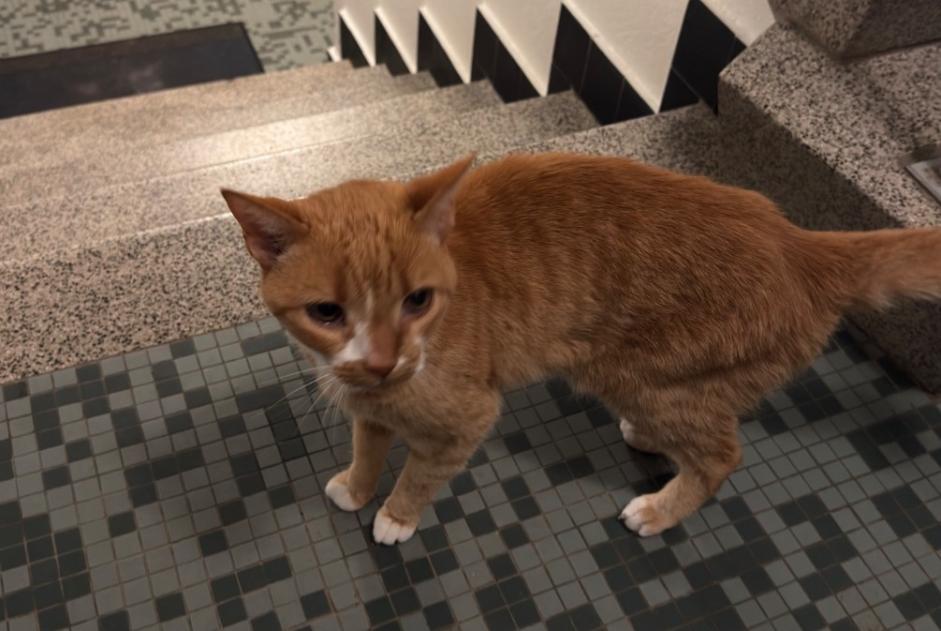 Alerte Découverte Chat Inconnu , 8 ans Bulle Suisse Alerte Découverte Chat Inconnu , 8 ans Bulle Suisse